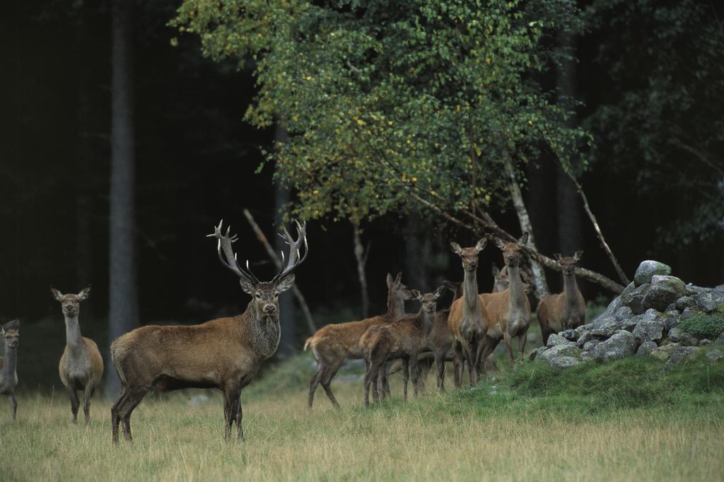 Kuskahusen Vandrarhem Andrarum-Brosarp Zewnętrze zdjęcie